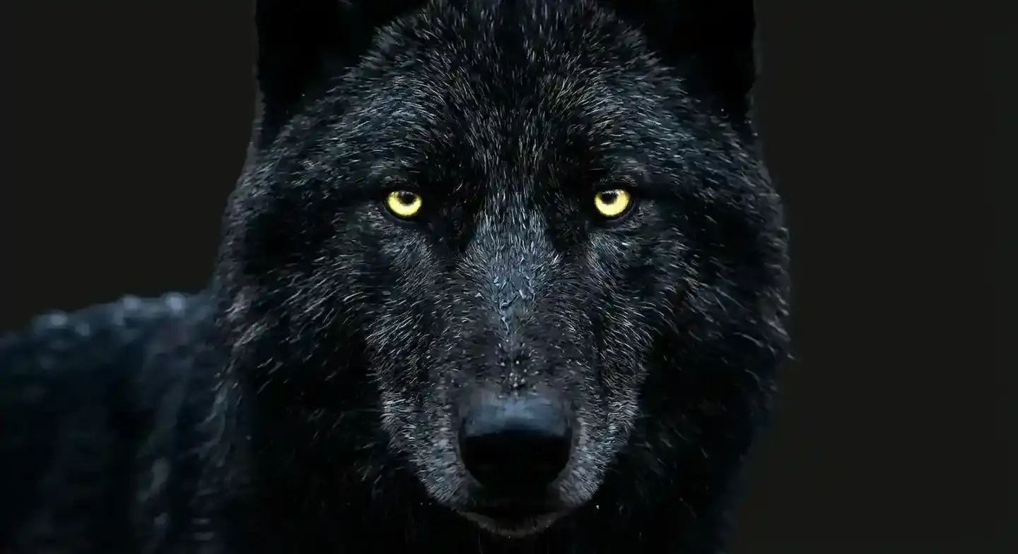 Lobo mirando fijamente