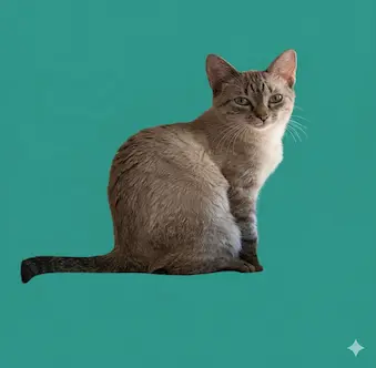 Pata Pata